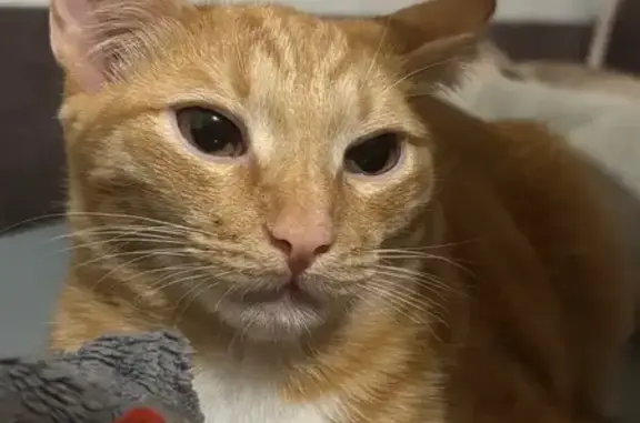 Пропала кошка на Сиреневом бульваре, 9 - photo