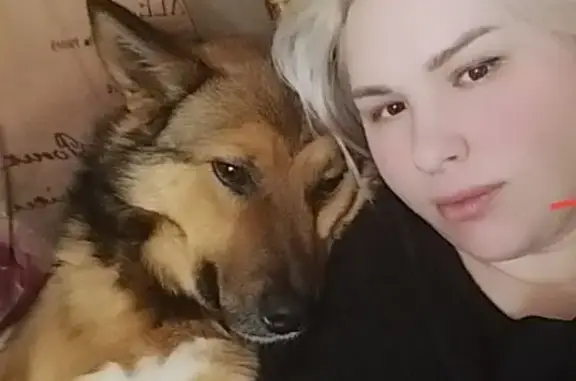 Пропала собака, ул. Крейсера Варяг, 8 - photo