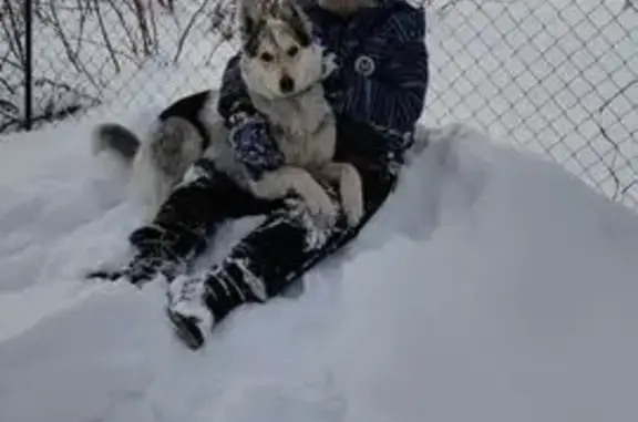 Пропала собака на 18-м проезде, Челябинск - photo