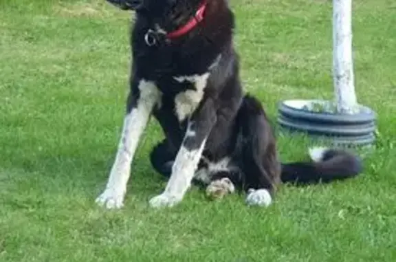 Пропала собака, Петергоф, СПб - photo