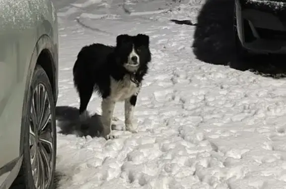 Найденные животные Пады, фото: Собака найдена: Пады, Липецкая обл.