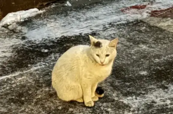 Объявления о пропавших и найденных животных, Москва, фото: Кошка найдена, ул. Красная Пресня, Москва