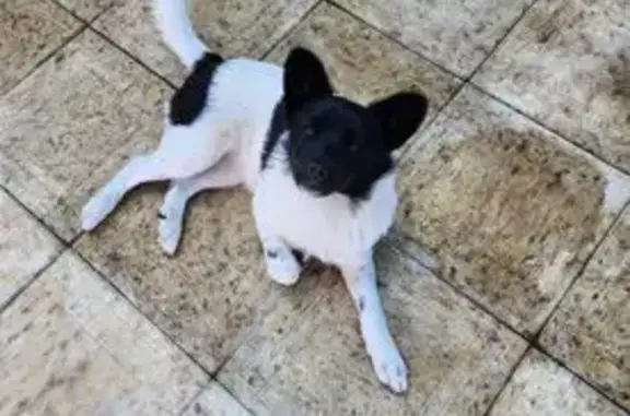 Собаки потеряшки, Владикавказ, фото: Потеряшка собака, Редант, Сев. Осетия