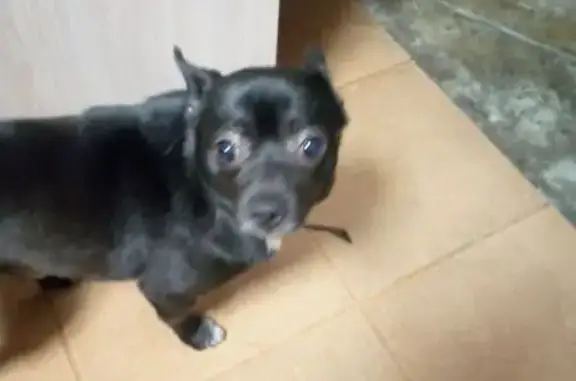 Найдена собака, Тверь, фото: Найдена собака, Дачная ул., 74, Тверь