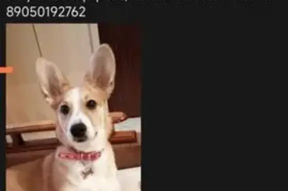 Пропала собака, ул. Автостроителей, 78 - photo