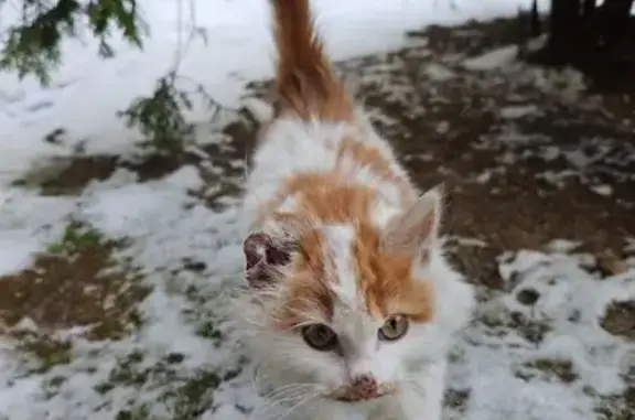 Найдена кошка, Калининград, фото: Кошка найдена, Советский пр., 2, Калининград