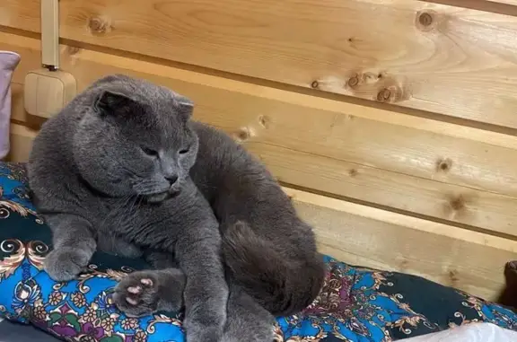 Кошки потеряшки, Щербинка, фото: Потеряшка кошка, ул. Кошевого 6, Щербинка