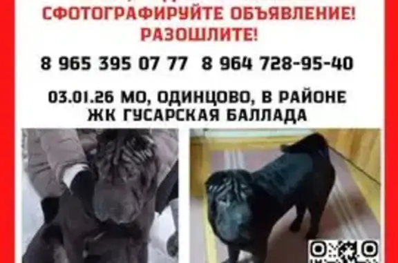 Пропала собака Юта, Одинцово, Триумфальная - photo