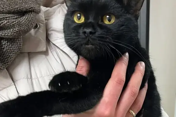 Найдена кошка, Москва, фото: Кошка найдена, Средняя Калитниковская, Москва