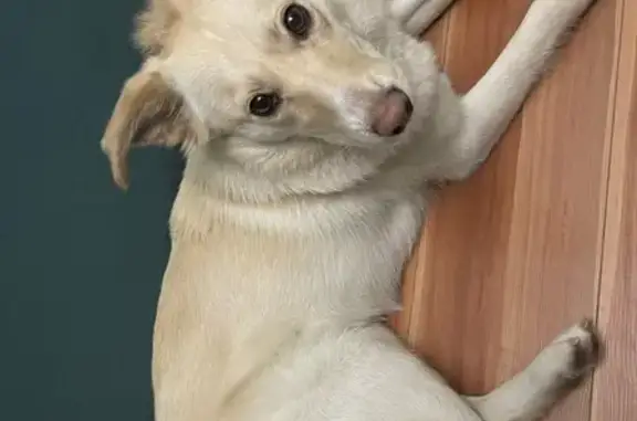 Найдена собака, Санкт-Петербург, фото: Найдена собака, пр. Косыгина 11 к2, СПб