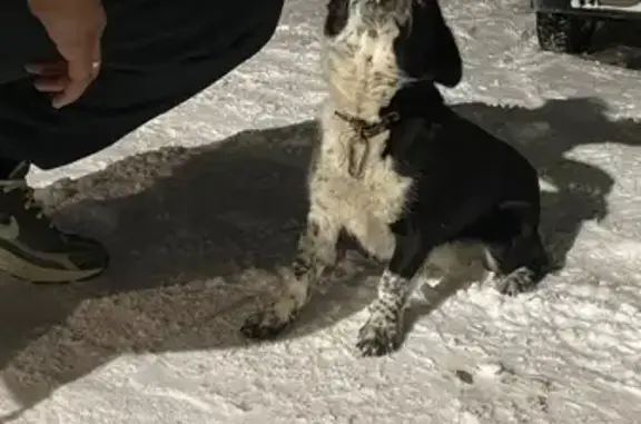 Объявления о пропавших и найденных животных, Увельский, фото: Собака найдена: Октябрьская ул, 7, Увельский