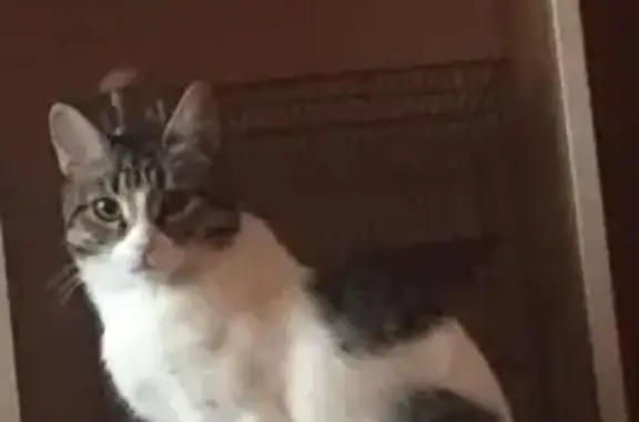 Пропала кошка, Красноармейская 78, НТ - photo