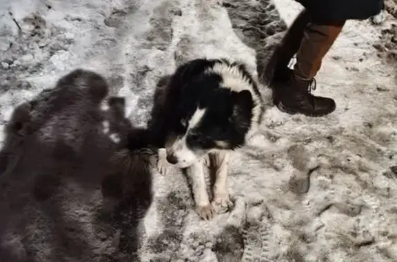 Найдена собака, Воронеж, фото: Собака найдена: Донская ул., 35, Воронеж