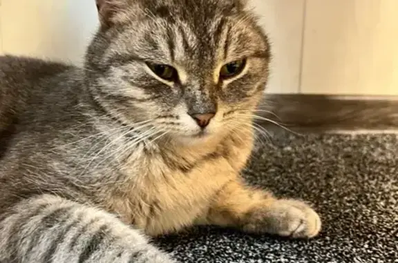 Найдена кошка, Тюмень, фото: Кошка найдена: Салаирский тракт, 1, Тюмень