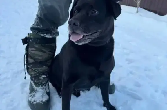 Найдена собака, Малаховское, фото: Найдена собака в Малаховском, Тула