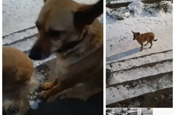 Собаки потеряшки, Шахты, фото: Потеряшка собака, Революционная 1, Шахты