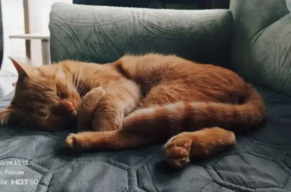 Пропала кошка в Аннино, МО - photo