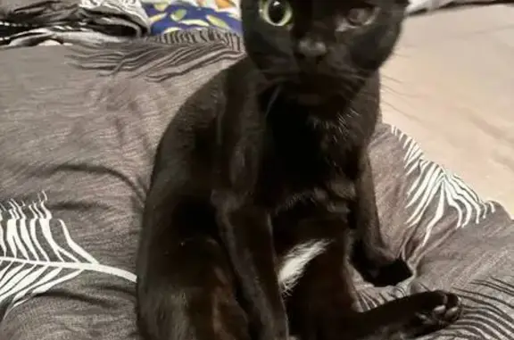 Пропала черная кошка, Придорожная 9 к1 - photo