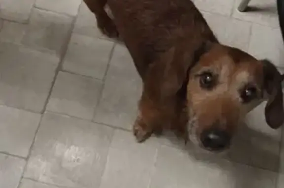 Найдена собака, Москва, фото: Найдена такса, ул. Генерала Тюленева, 41