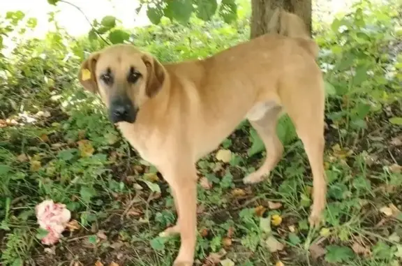 Пропала собака у д. Ратмирово, МО - photo