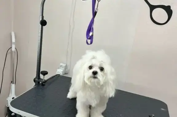 Пропала собака, ул. Кирова, Казанское - photo