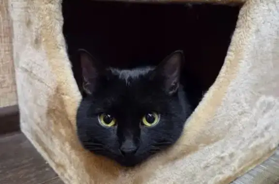 Найдена кошка, Саратов, фото: Котик найден у Магнита, 5-й Нагорный, Саратов