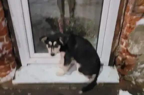 Найдена собака, Саратов, фото: Саратов: найдена собака, ул. Кутякова, 54