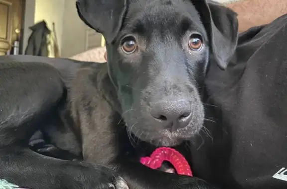 Найдена собака! Ставрополь, ул. Бурмистрова, 99А - photo