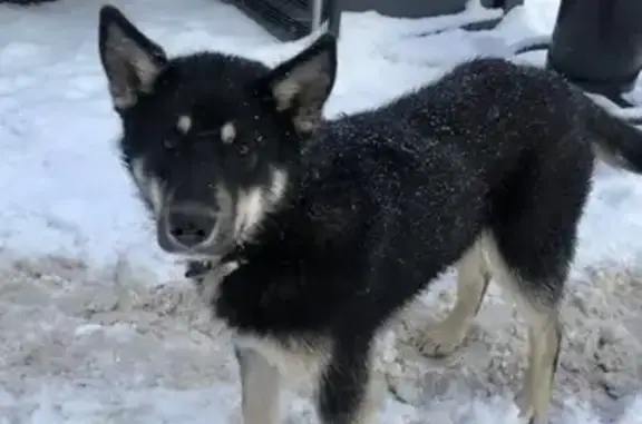 Пропала собака на Московском проспекте - photo
