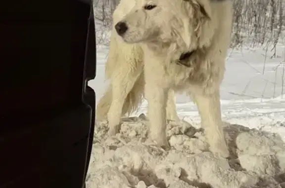 Найдена собака, Западный, фото: Собака найдена, Западный, Челябинск