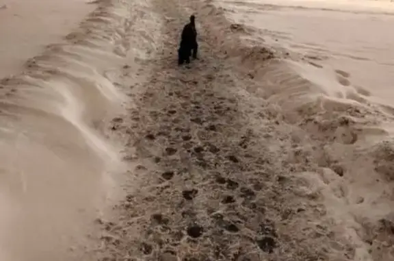 Найдена собака, Москва, фото: Собака найдена: Вилиса Лациса, 39, Москва