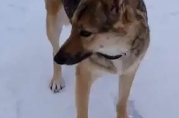 Пропала собака, пр. Строителей, Нижнекамск - photo