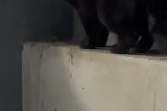 Найдена кошка, Челябинск, фото: Кошка найдена: ул. 250-летия Челябинска, 9