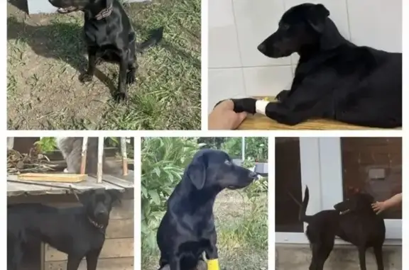 Пропала собака, 7-й Линейный пер., Азов - photo