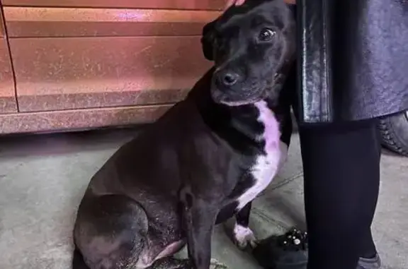 Найдена собака, Яблоновский, фото: Найдена собака, ул. 8 Марта, 4, Козет