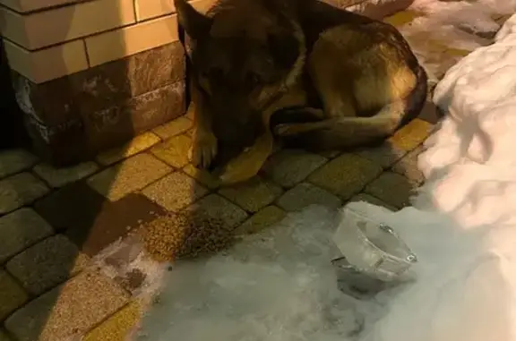 Найдена собака, Майкоп, фото: Собака найдена: Курганная ул., 696, Майкоп