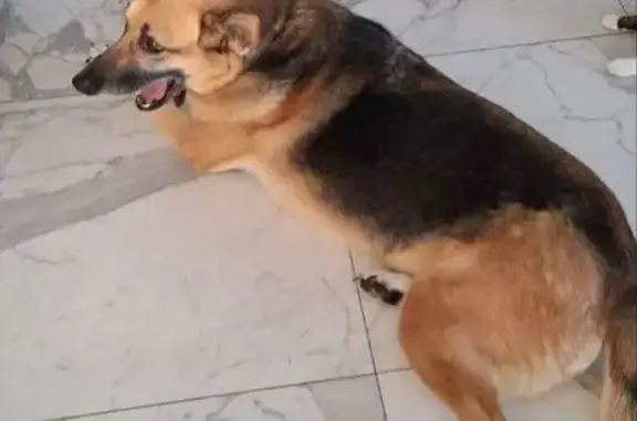 Пропала собака в СНТ Корпиково - photo