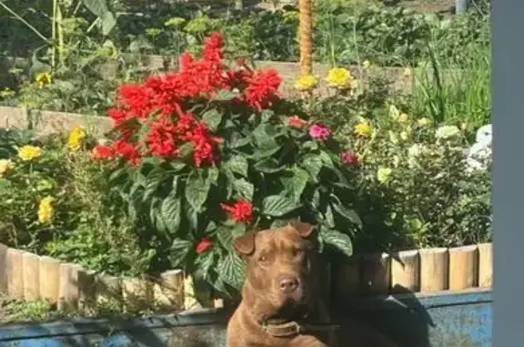 Пропала собака, Якутская ул., 8, Орск - photo