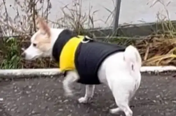 Собаки потеряшки, Саранск, фото: Потеряшка собака, ул. Бибиной, 14, Саранск