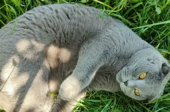 Пропала кошка в Стрелково, МО - photo