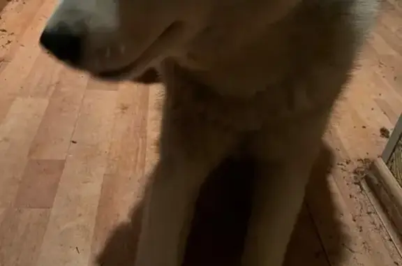 Хаски найден на 2-й Институтской, 24 - photo