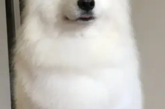 Пропала собака, ул. Рассветная, Калининград - photo