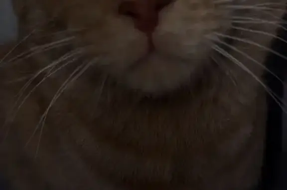 Найдена кошка, Москва, фото: Кот найден в ТЦ «XL», Дмитровское ш., 89