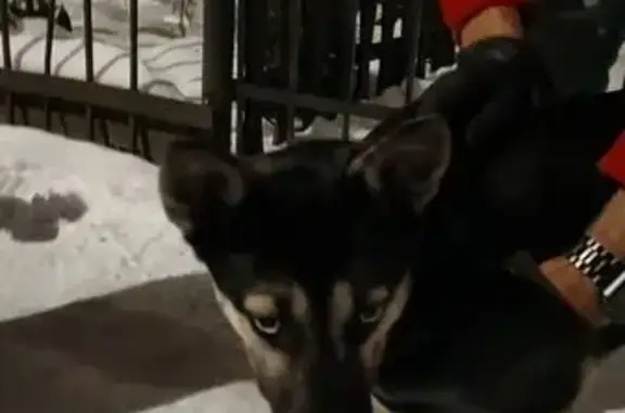 Найдена собака, Калининград, фото: Найдена собака, ул. Чапаева, Калининград