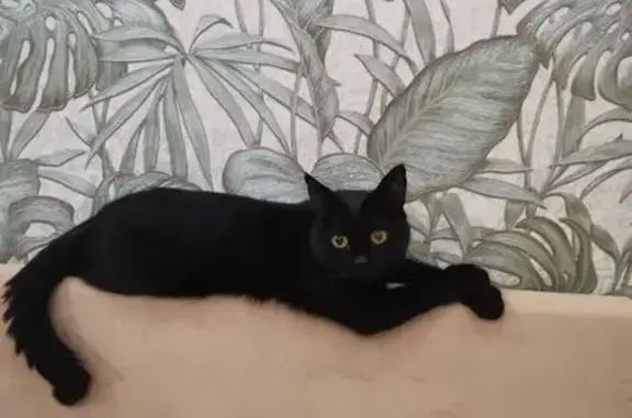 Пропала чёрная кошка, Армавирская 9, Волгоград - photo