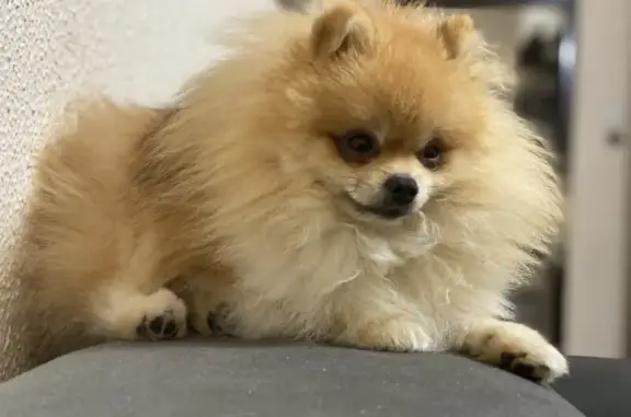 Пропала собака, Обручева 16 к2, Москва - photo