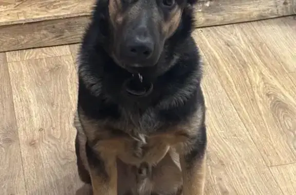 Пропала собака, ул. Туполева, 58/28, Тверь - photo