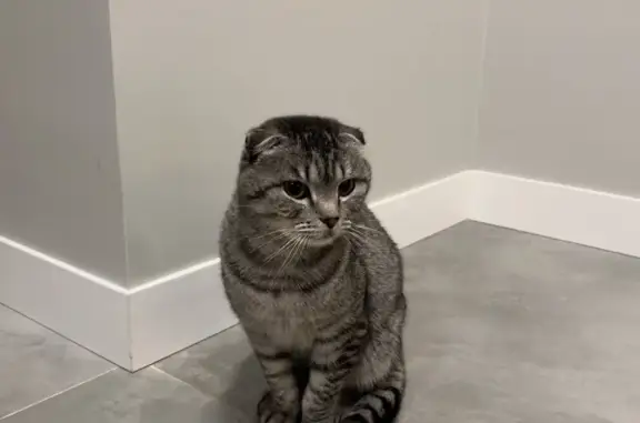 Найдена кошка, Ушакова, фото: Кот найден на Новая ул., Ушакова