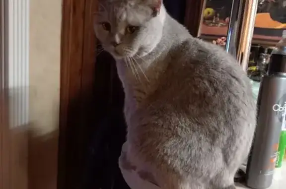 Пропала кошка на ул. Добролюбова, Ставрополь - photo