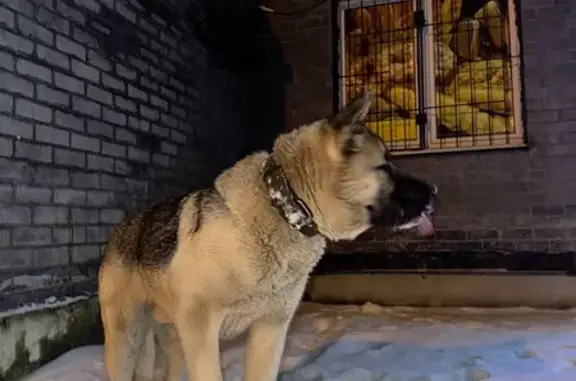 Найдена собака, Тверь, фото: Собака найдена: пр. Калинина, Тверь